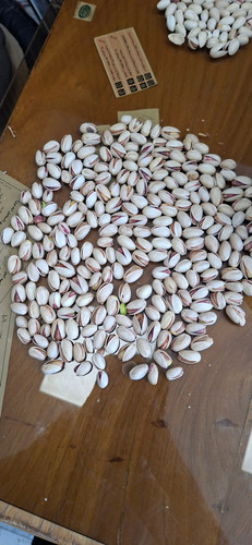 جنس اصل وسایز متوسط