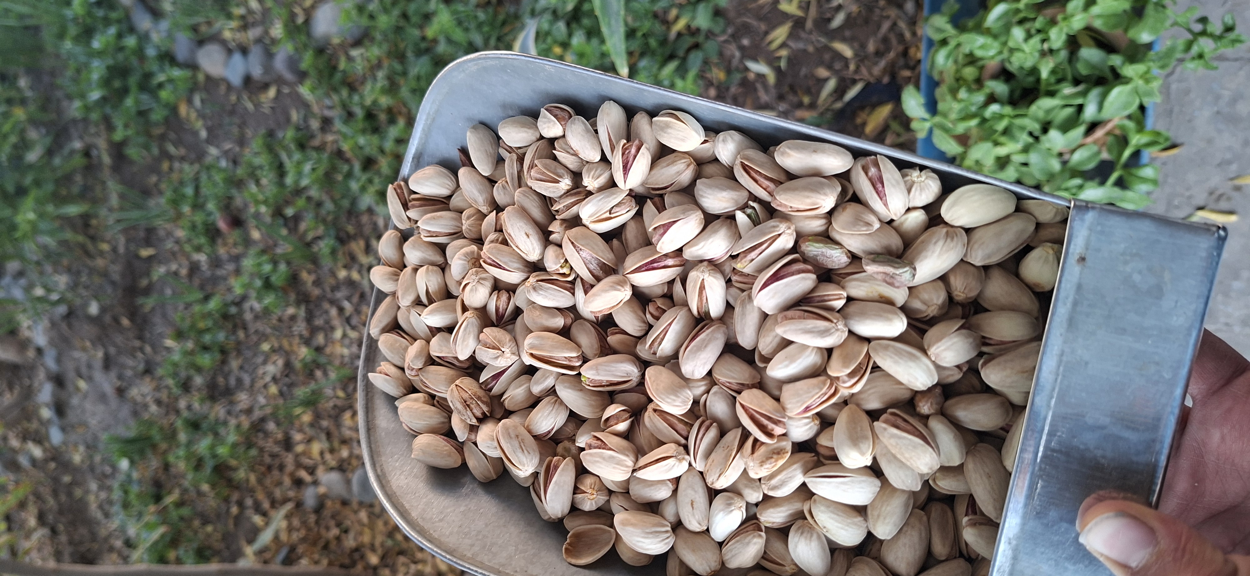 پسته اکبری اصل سایز ۲۶_۲۸