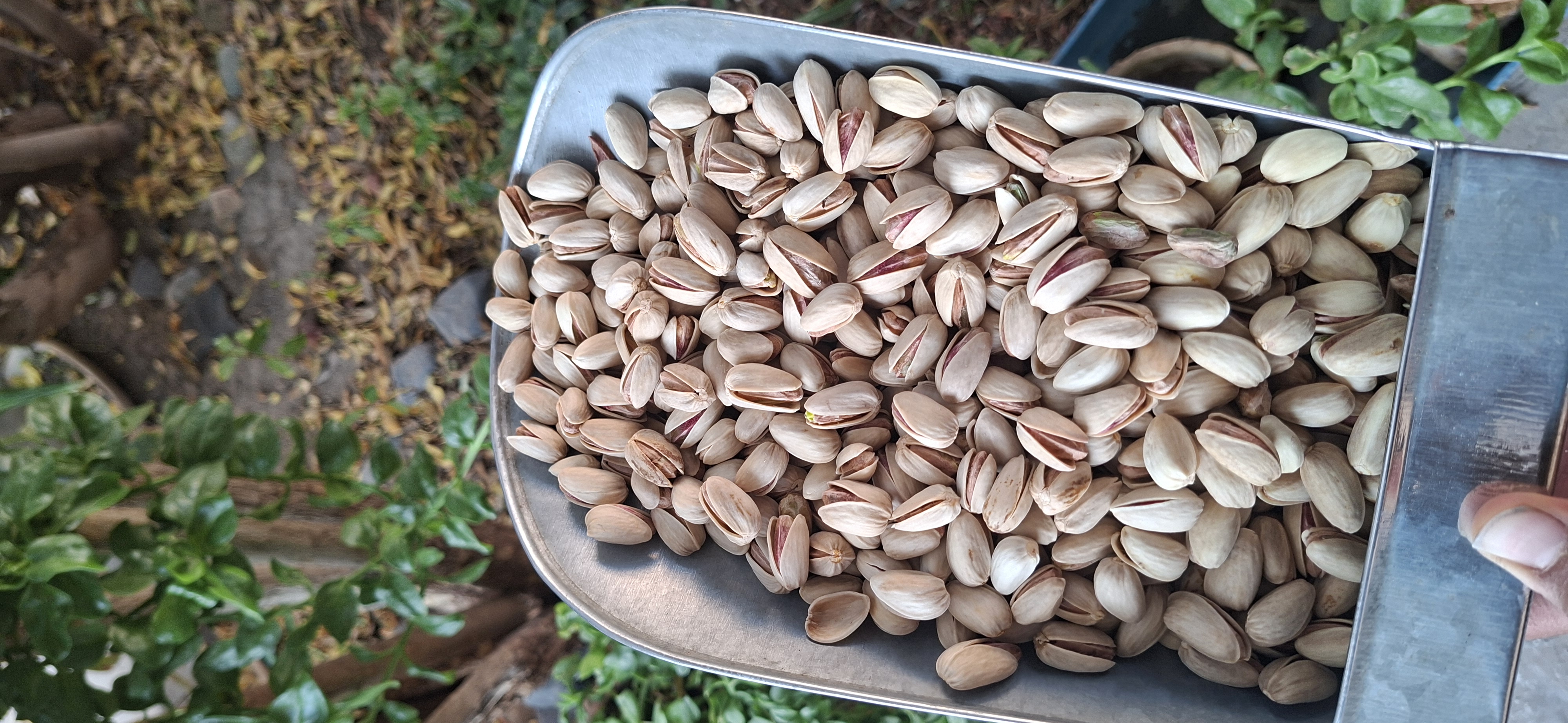 پسته اکبری اصل سایز ۲۶_۲۸