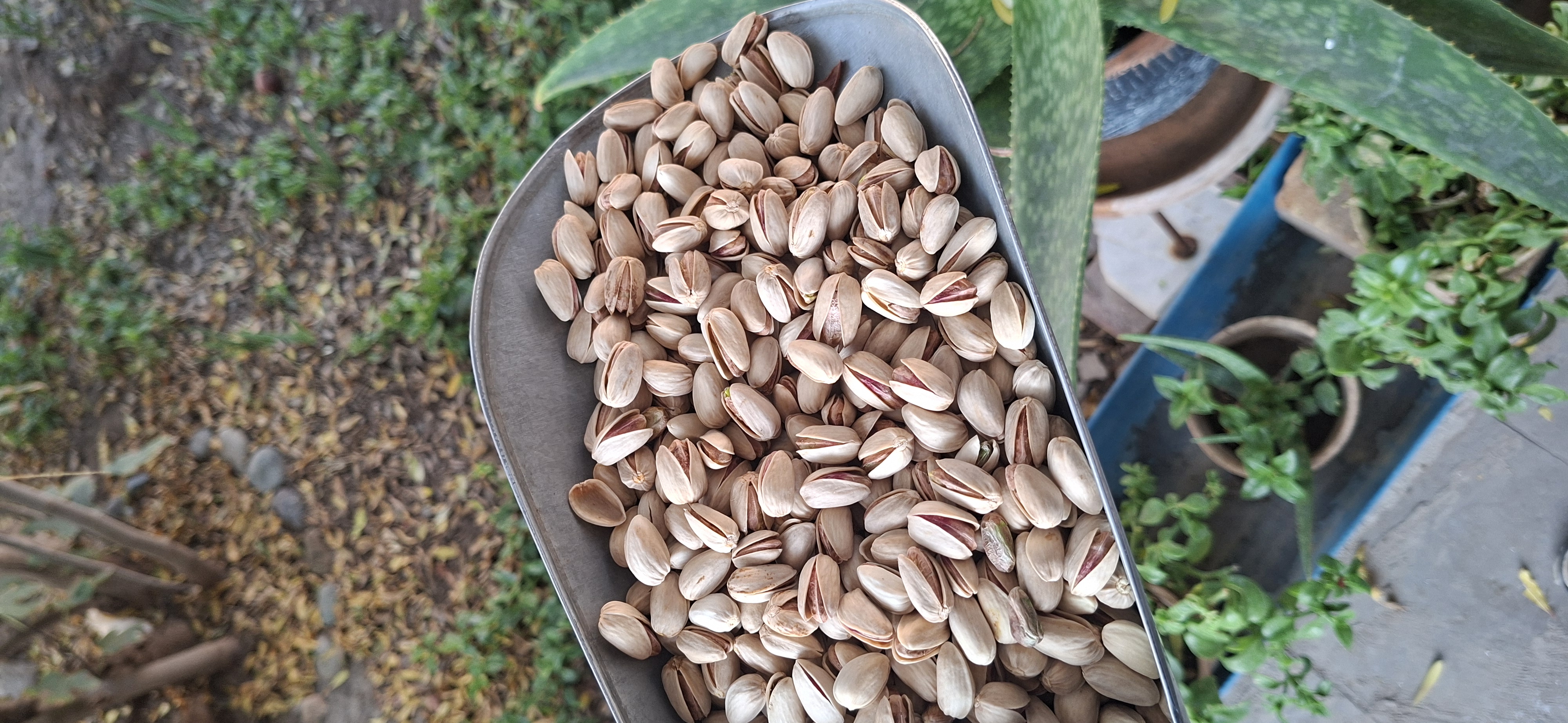 پسته اکبری اصل سایز ۲۶_۲۸