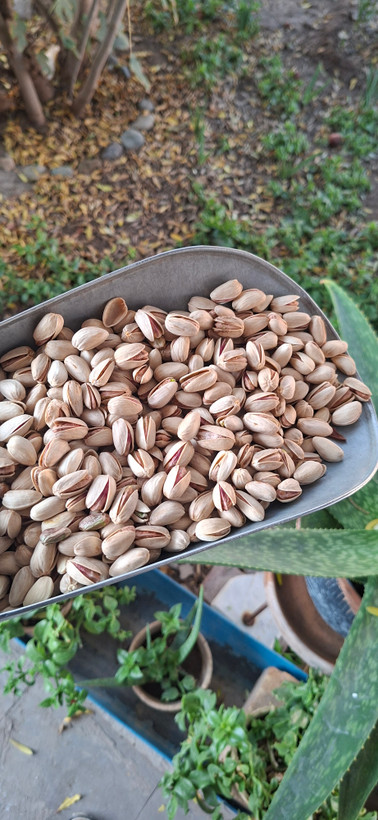 پسته اکبری اصل سایز ۲۶_۲۸