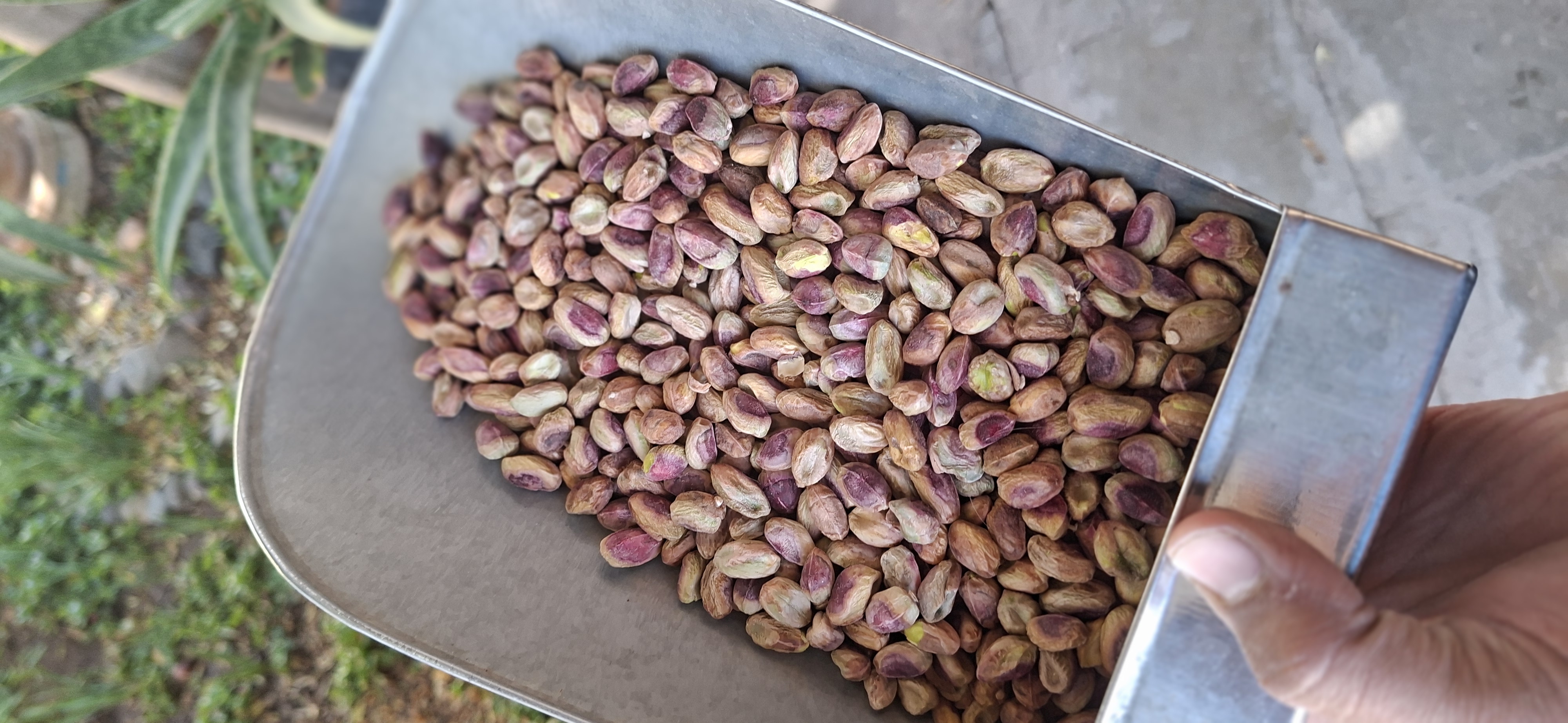 مغز گلدار اصل رفسنجان