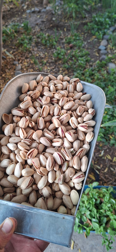 پسته اکبری اصل سایز ۲۶_۲۸