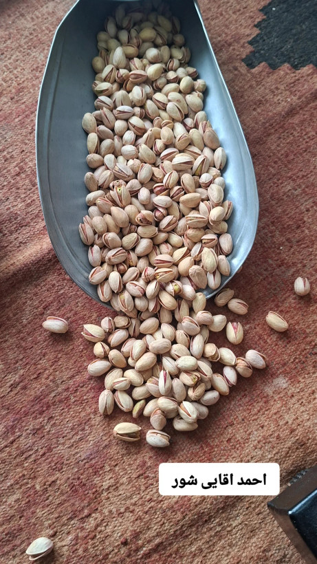 پسته شور رفسنجان نیم کیلو